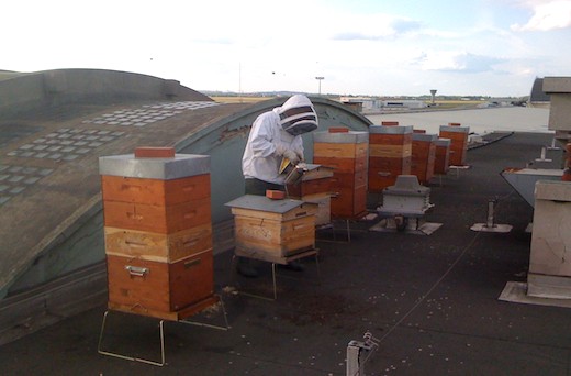 Les abeilles sur plaisent sur les toits du musée de l’air 