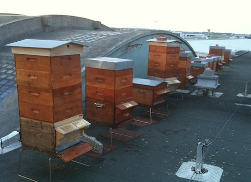 Les ruches de l'association des pilotes apiculteurs de France sont installées sur le toit du musée de l'air au Bourget
