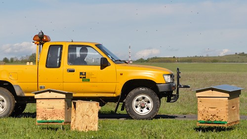 Trois ruches viennent d'être installées sur l'aérodrome de Toussus-le-Noble