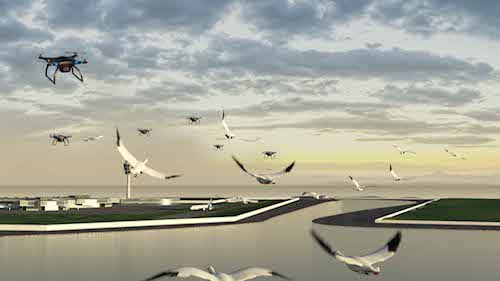 Guidage des oiseaux vers une aire de refuge grâce à des drones (« Birdport »)